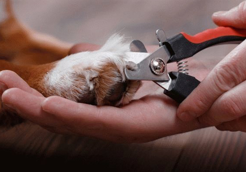 Стрижка когтей собаке