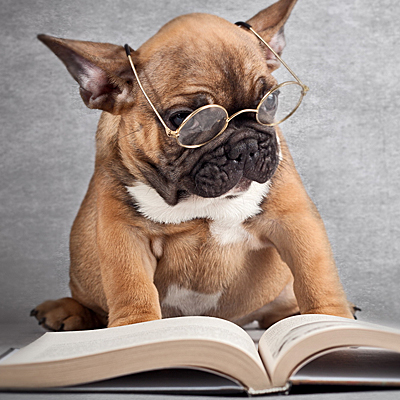 Собака рядом с книгой об уходе